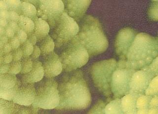 Фото - Обои Giardini I Giardini delle Meraviglie - 256020>