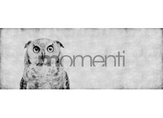 Фото - Обои Momenti Animal Collection - 317640>