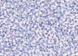 Фото - Обои Coordonne Feria - 559098>