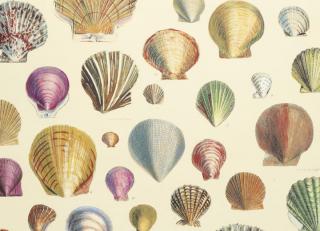 Фото - Обои Designers Guild John Derian - Picture Book - 412181>