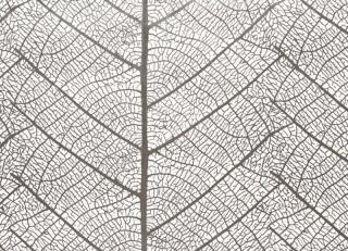 Фото - Обои Sandudd Rolleri 7 - 422415>