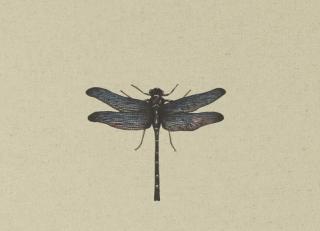 Фото - Ткани Clarke&Clarke Eden - 437204>