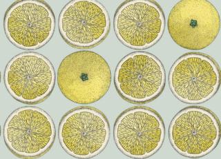 Фото - Обои Cole & Son Fornasetti Senza Tempo - 423534>