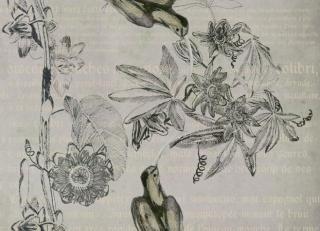 Фото - Обои с рисунком природы - 199796>