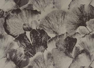 Фото - Ткани Zoffany The Muse Fabrics - 373093>