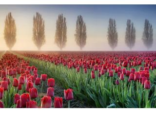 Фото - Обои Photowall Природа - 298758>