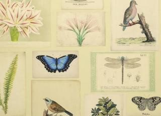 Фото - Обои Designers Guild John Derian - Picture Book - 412184>