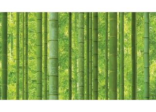 Фото - Обои Shinhan Natural  - 554963>