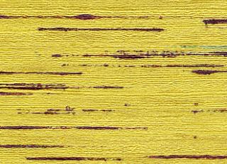 Фото - Обои Elitis Talamone - 378033>