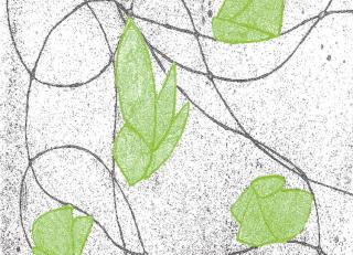 Фото - Обои Ango Linea Top - 330923>