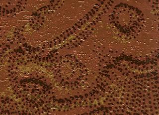 Фото - Обои Elitis Mille millions - 262034>