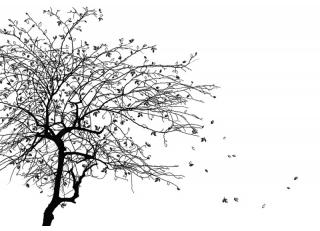 Фото - Обои Ortograf Inspiration - 477043>