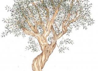 Фото - Ткани Thevenon Floraux - 342410>