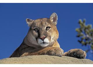 Фото - Обои Photowall Животные - 298680>