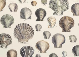 Фото - Обои Designers Guild John Derian - Picture Book - 412182>