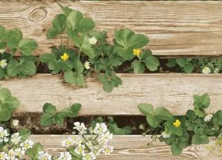 Фото - Обои Shinhan Natural  - 554937>