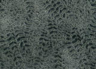 Фото - Ткани Nina Campbell Cathay Weaves - 260581>