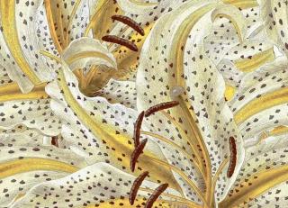 Фото - Обои Marburg Smart Art - 517559>