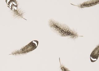 Фото - Обои Clarke&Clarke Botanica Wallcoverings - 362017>