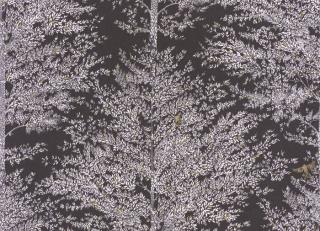 Фото - Обои Caselio La Foret - 522366>