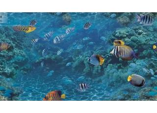 Фото - Обои Shinhan Natural  - 554964>