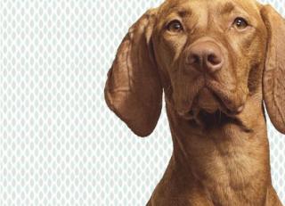 Фото - Обои Eijffinger Wallpower Junio - 422712>