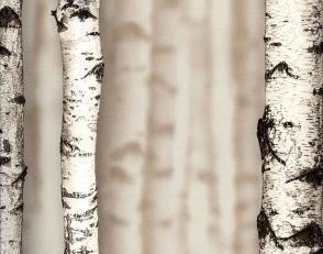 Фото - Обои Andrea Rossi Sicily - 615759>