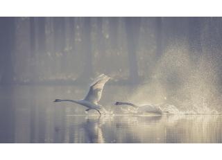 Фото - Обои Photowall Животные - 298682>