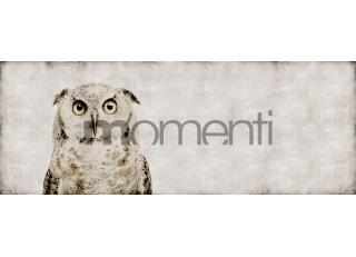 Фото - Обои Momenti Animal Collection - 317639>