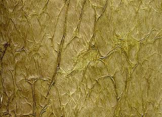 Фото - Итальянские бумажные обои - 342144>