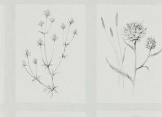 Фото - Обои Sanderson Embleton Bay - 370526>