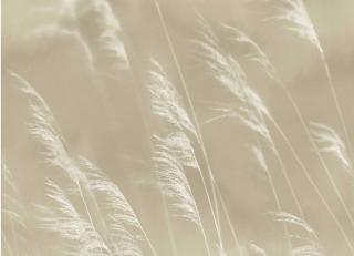 Фото - Обои Eijffinger Waterfront - 526544>