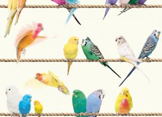 Фото - Обои Koziel Kids & teenagers - 323852>