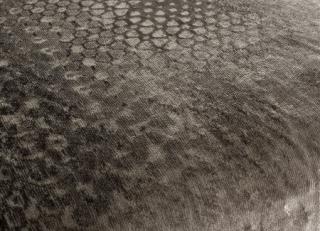 Фото - Ткани JAB Anstoetz Grandezza Artistica - 400648>