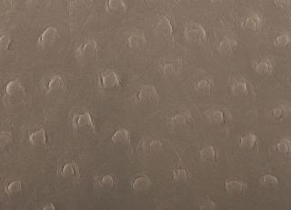 Фото - Аксессуары Pavoni Кожа Struzzo - 588922>