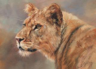 Фото - Обои Ortograf Дэвид Стрибблинг - 479038>