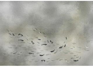 Фото - Обои Coordonne Random Metallics - 581041>