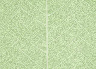 Фото - Обои Sandudd Rolleri 7 - 422412>