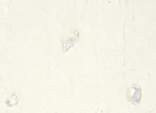 Фото - Обои Elitis Ecrin - 469830>