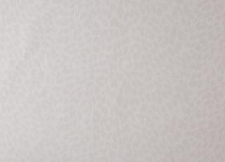 Фото - Обои Caselio Curiosity - 223596>