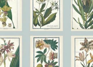 Фото - Обои Ashford House Ashford Toiles - 316639>