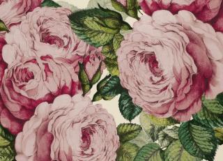 Фото - Обои Designers Guild John Derian - Picture Book - 412188>