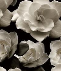 Фото - Обои Wall&Deco Life - 199986>