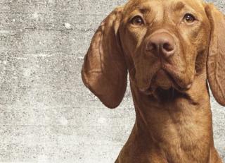 Фото - Обои Eijffinger Wallpower Junio - 422711>