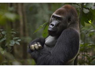 Фото - Обои Photowall Животные - 298688>