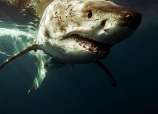 Фото - Обои Mr Perswall Adventure - 234424>