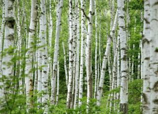 Фото - Обои Photowall Природа - 298759>