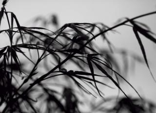 Фото - Обои Mr Perswall Photo - 235211>