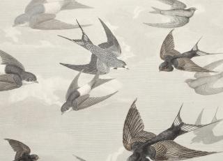 Фото - Обои Designers Guild John Derian - Picture Book - 412194>