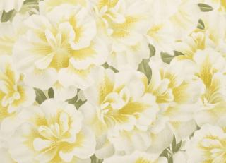 Фото - Обои Designers Guild John Derian - Picture Book - 412199>